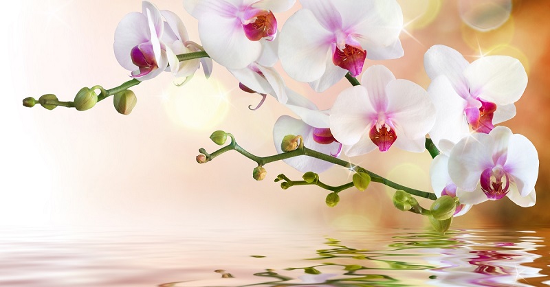 Как достичь максимального цветения орхидей: советы Алексея Горобея. В моем доме на каждом подоконнике.