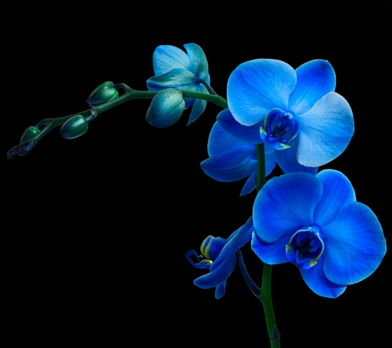 Как достичь максимального цветения орхидей: советы Алексея Горобея. В моем доме на каждом подоконнике.