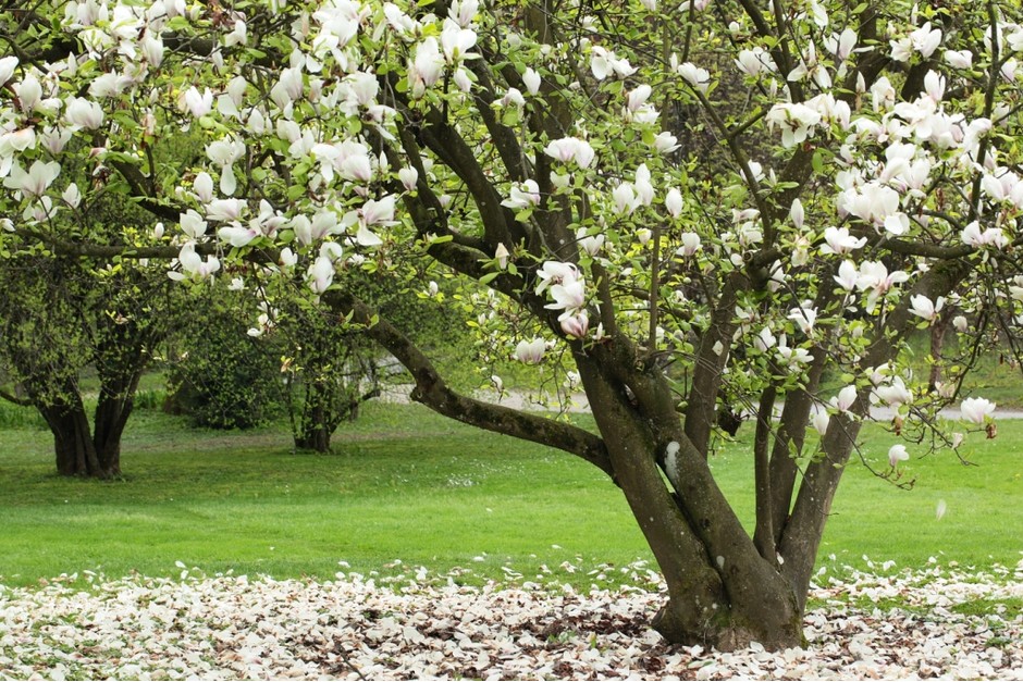 Весна пришла: самые красивые цветущие деревья