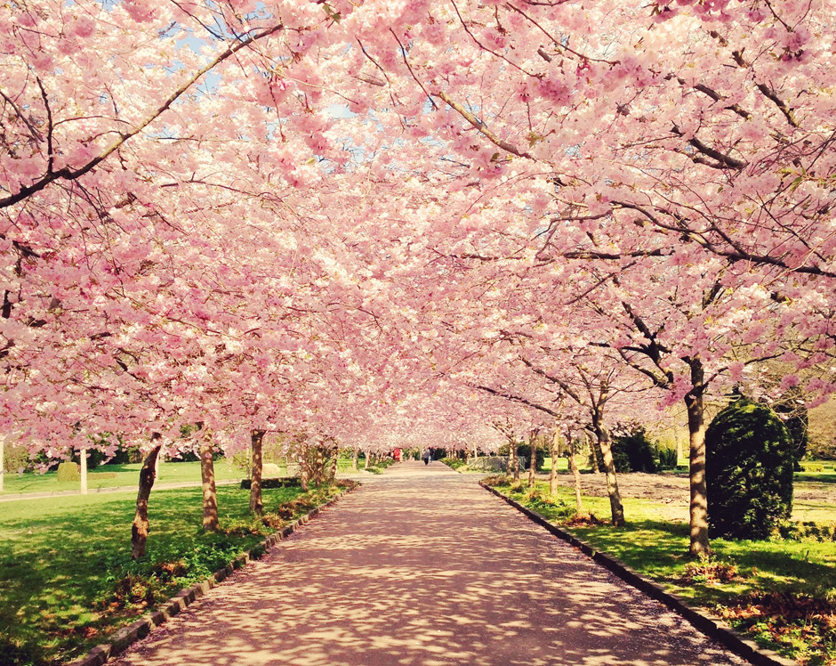 Весна пришла: самые красивые цветущие деревья
