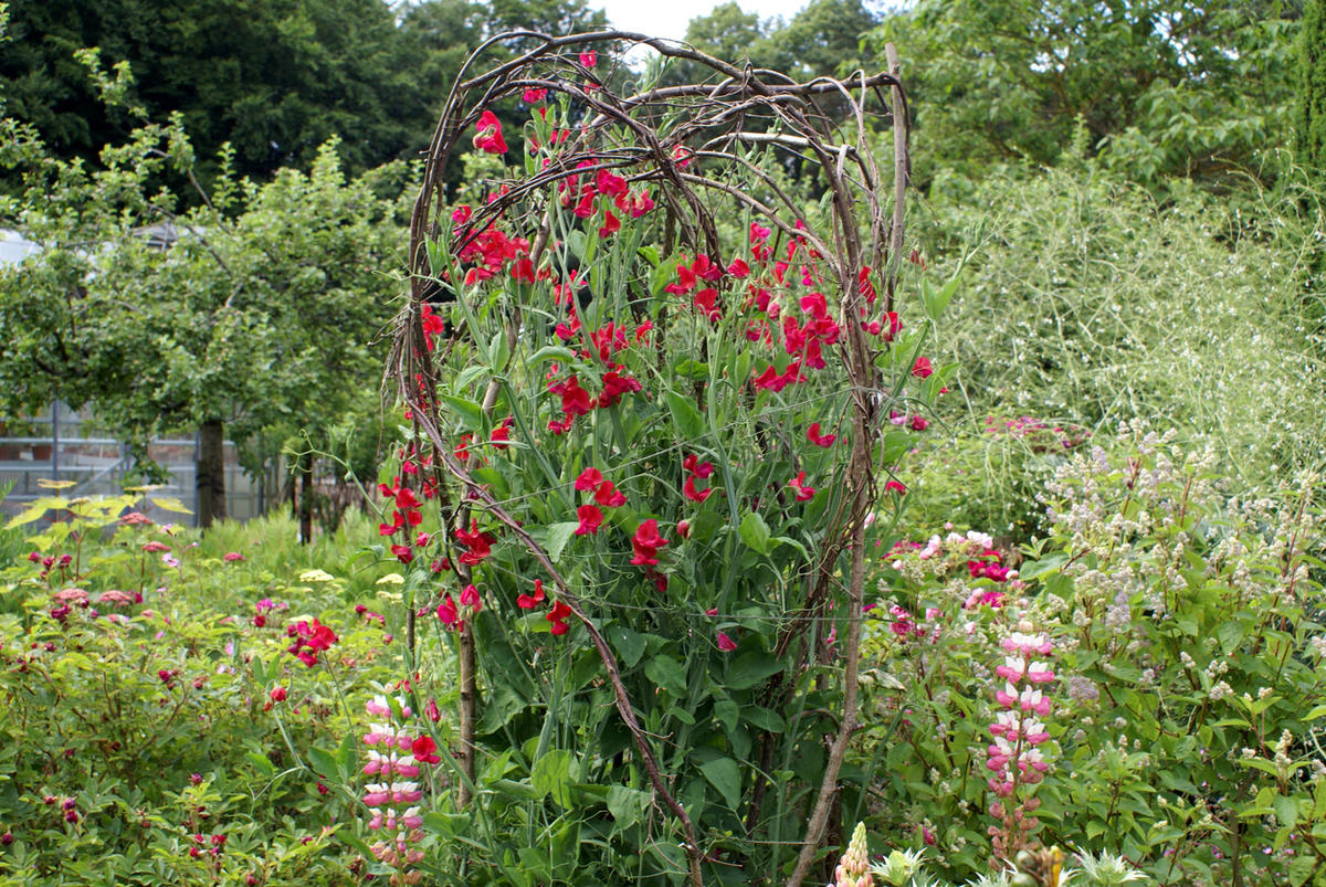 Как вырастить душистый горошек — любимый цветок английских садоводов