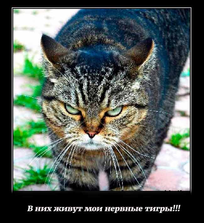Женские дела: смешные фото с комментариями Женские дела: смешные фото с комментариями