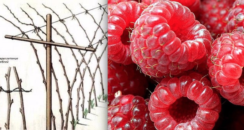 Как сделать так, чтобы на даче было много малины? Даже очень много! Как сделать так, чтобы на даче было много малины? Даже очень много!