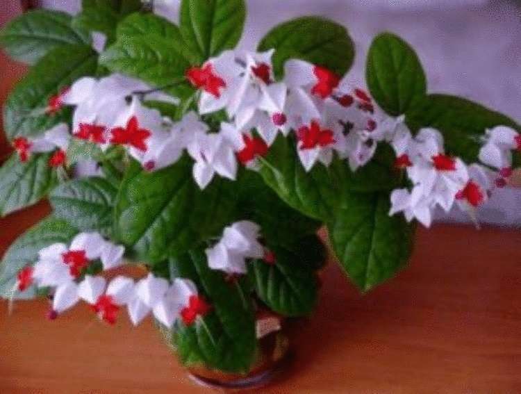 Красивейший комнатный цветок, который цветет почти круглый год