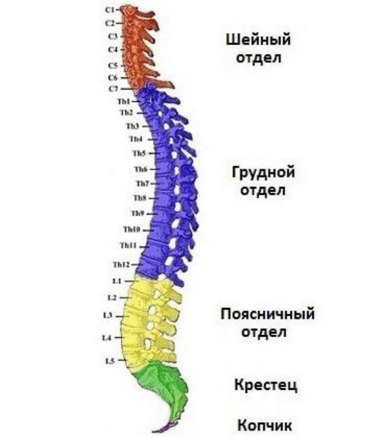 Позвоночник:Таблица последствий смещения позвонков и дисков