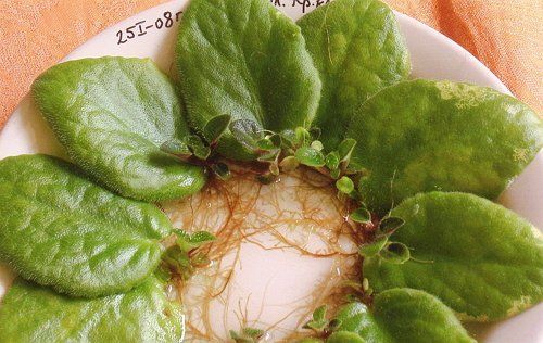 Размножение фиалок листовыми черенками Размножение фиалок листовыми черенками