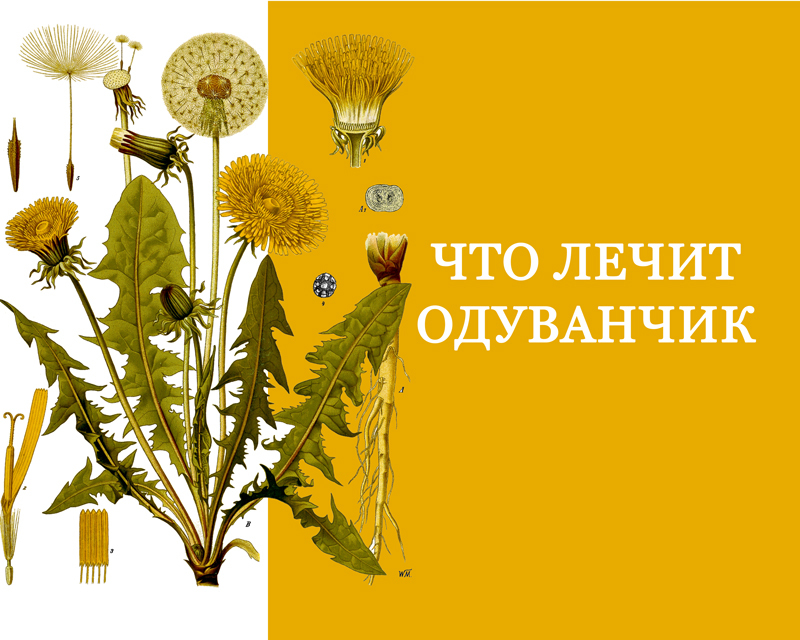 Что лечит одуванчик
