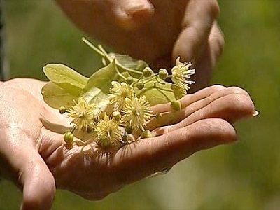 Полезные свойства липового цвета