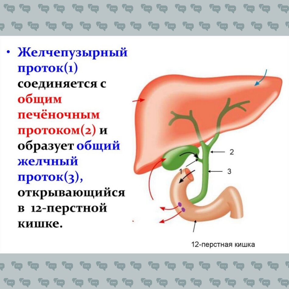 Нарушение выделения желчи:в чем опасность и как вовремя распознать?