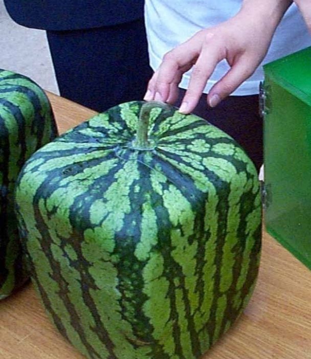 Как выбрать самый спелый и вкусный арбуз в мире: 7 правил, которые нужно помнить каждому арбузофилу