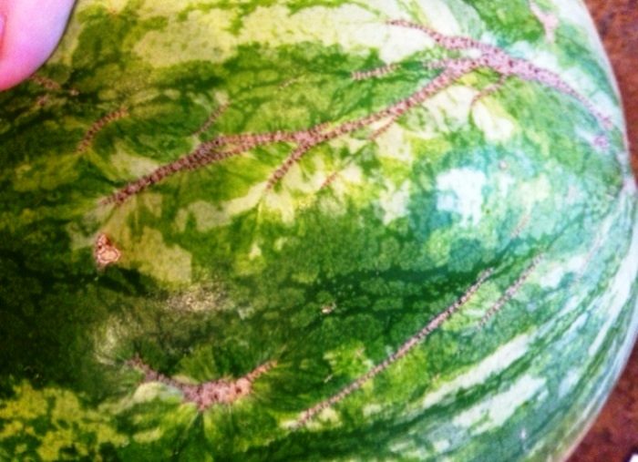 Как выбрать самый спелый и вкусный арбуз в мире: 7 правил, которые нужно помнить каждому арбузофилу