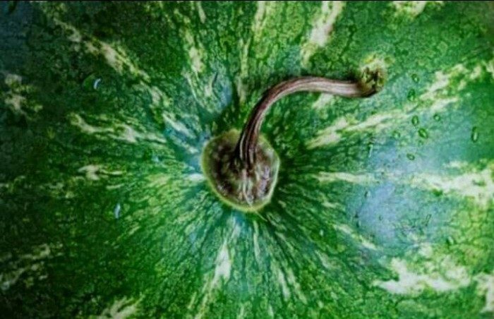 Как выбрать самый спелый и вкусный арбуз в мире: 7 правил, которые нужно помнить каждому арбузофилу