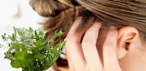 Девясил: свойства, применение, рецепты