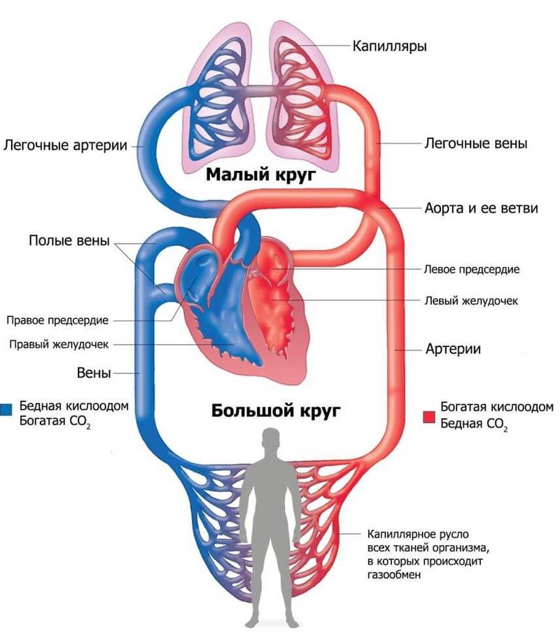 Какая у Вас вязкость КРОВИ, такая у Вас и ЖИЗНЬ