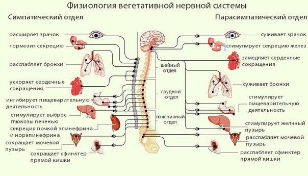 Улучшаем тонус сосудов