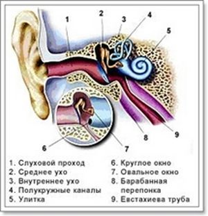 От чего зависит острота слуха?