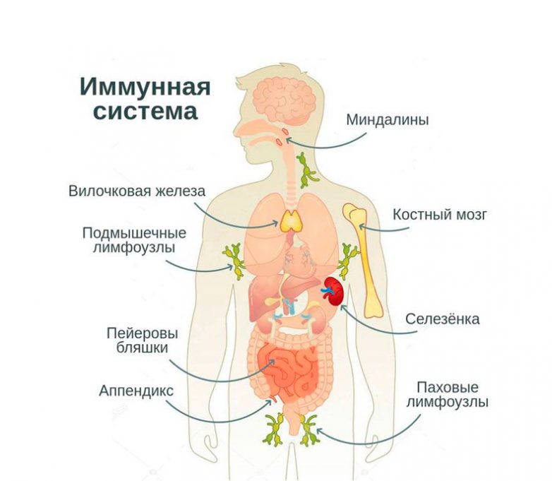 Народные средства для повышения иммунитета
