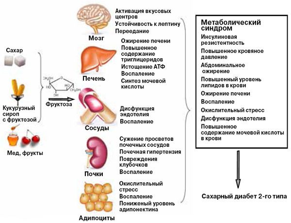 Почему на самом деле появляется живот