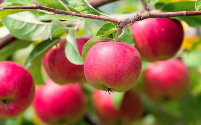 7 главных продуктов осени для здоровья и похудения