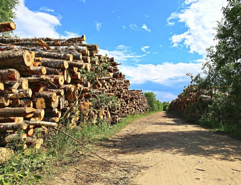 Польза коры осины для организма
