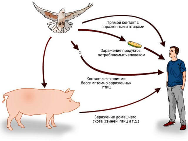 Где живёт сальмонелла? Сальмонеллёз и его последствия