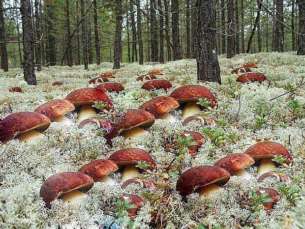 Грибное море. Как сеять грибы Грибное море. Как сеять грибы