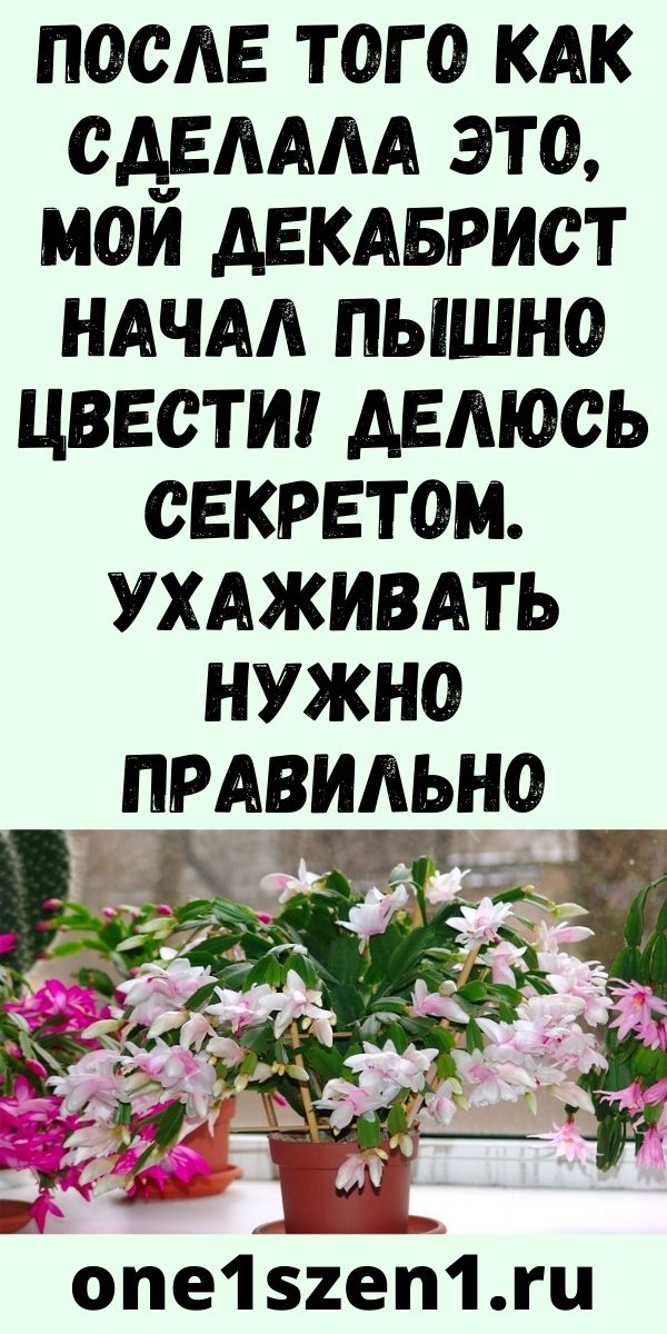 После того как сделала это, мой декабрист начал пышно цвести! Делюсь секретом. Ухаживать нужно правильно